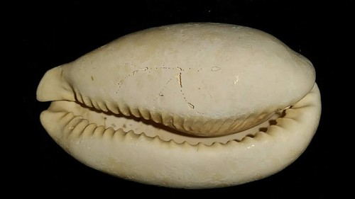 Fossil / Fossilized Siphocypraea cypraea cowrie gastropod shell collectors cwy37 - Bild 3 von 6