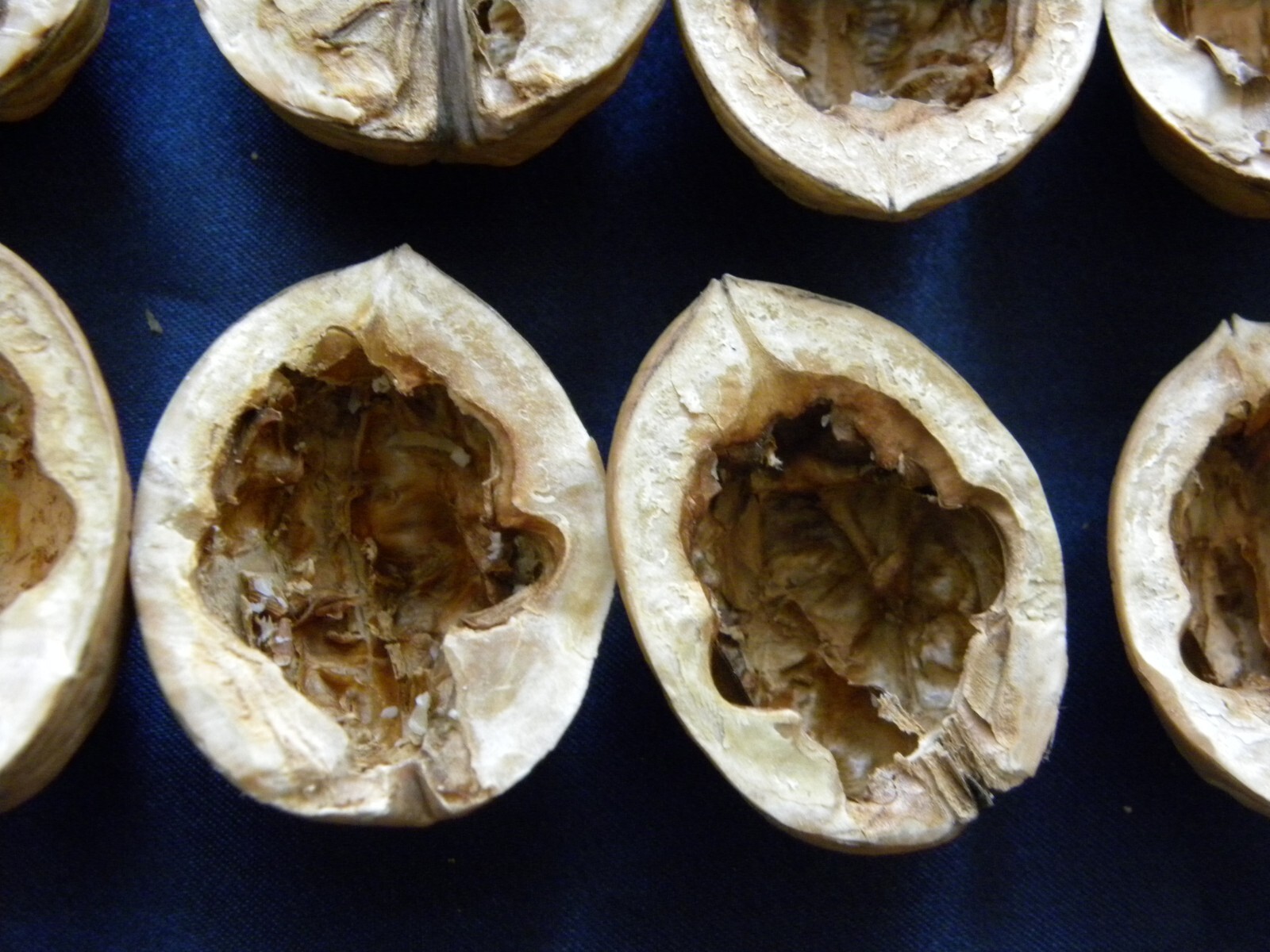 Huge Lot 50 Walnut Shell Halves Ornaments Arts Crafts Decorations Walnuts Shells