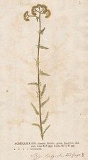 Schafgarbe yarrow Achillea Botanik nature printing Naturselbstdruck Kniphof 1757