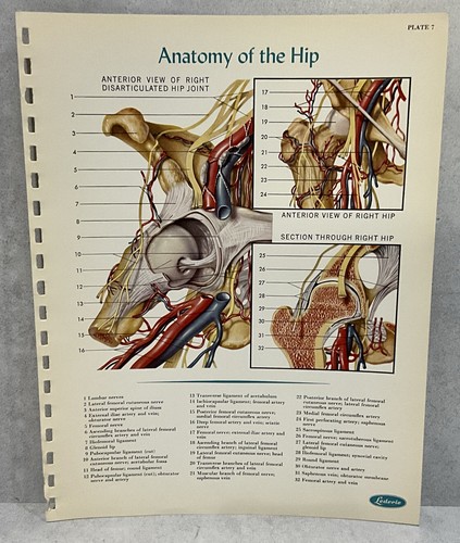 Print Plate Anatomy of the Hip Atlas of Normal Anatomy 1956