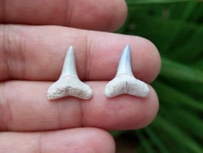 Lemon Shark (Negaprion) Fossil Teeth Bone Valley Florida
