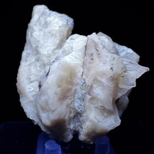 Calcite in Fossil Clam Shell: Rucks' Pit, Fort Drum, Okeechobee Co., Florida
