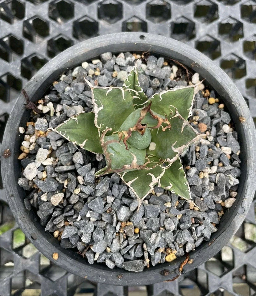 Agave titanota Caesar 6cm rare succulent plant - Image 2 of 4