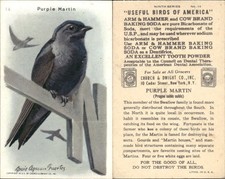 1938 Arm & Hammer Useful Birds of America Series 9 #14 Purple Martin