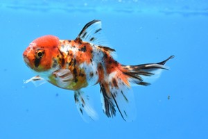 calico oranda goldfish