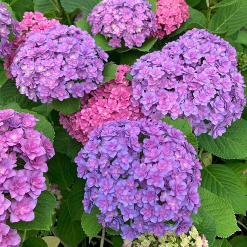 20Pcs EXOTIC RARE HYDRANGEA SEEDS for garden flower beds plant bush seeds - Picture 12 of 43