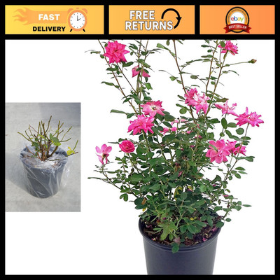 Thornless Climbing Rose - Pink Flowers, #3 Size Container, Garden Plant