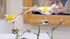 Two yellow-winged Songbirds, on Clips, Spun Glass Tails.  1960s W. German  Orns. — photo 10