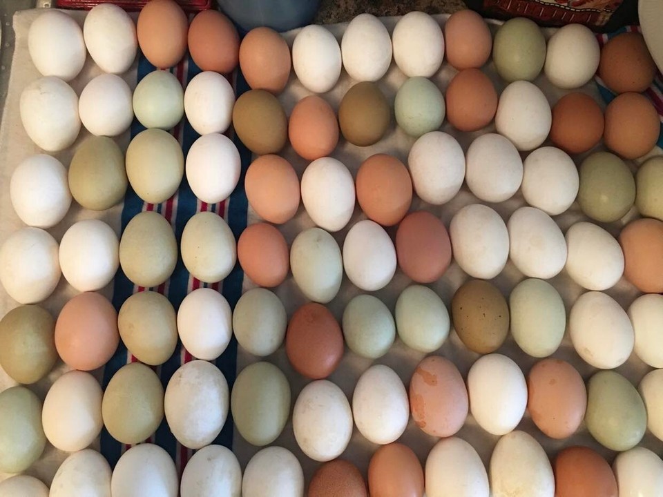 12 Easter Egger Hatching Eggs 1 Order Per Buyer EBay 12 easter egger hatching eggs 1 order per buyer ebay