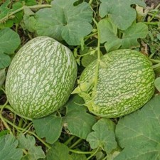 20 Graines - Courge de Siam (Cheveux d'Ange) - Semences Paysannes - BIO
