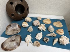 Muschelsammlung 5-15 cm Muscheln Merresschnecken 19 Stück
