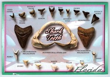 Postcard Florida Shark Teeth Carcharodon Megalodon Bull Shark Mako Dusty Tiger