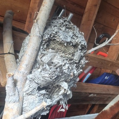 Bee Paper Nest Hive with Honeycomb Paper Hive Nest