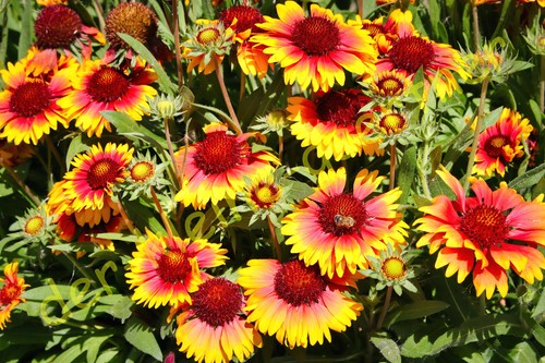 KOKARDENBLUME GAILLARDIA WINTERHART BEETSTAUDE ÜPPIGER DAUERBLÜHER 50