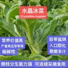 160CT+ Organic Crystalline Iceplant Bing Cai seeds 160多粒冰菜种子 2025年新种子芽率高
