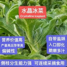 160CT+ Organic Crystalline Iceplant Bing Cai seeds 160多粒冰菜种子 2025年新种子芽率高
