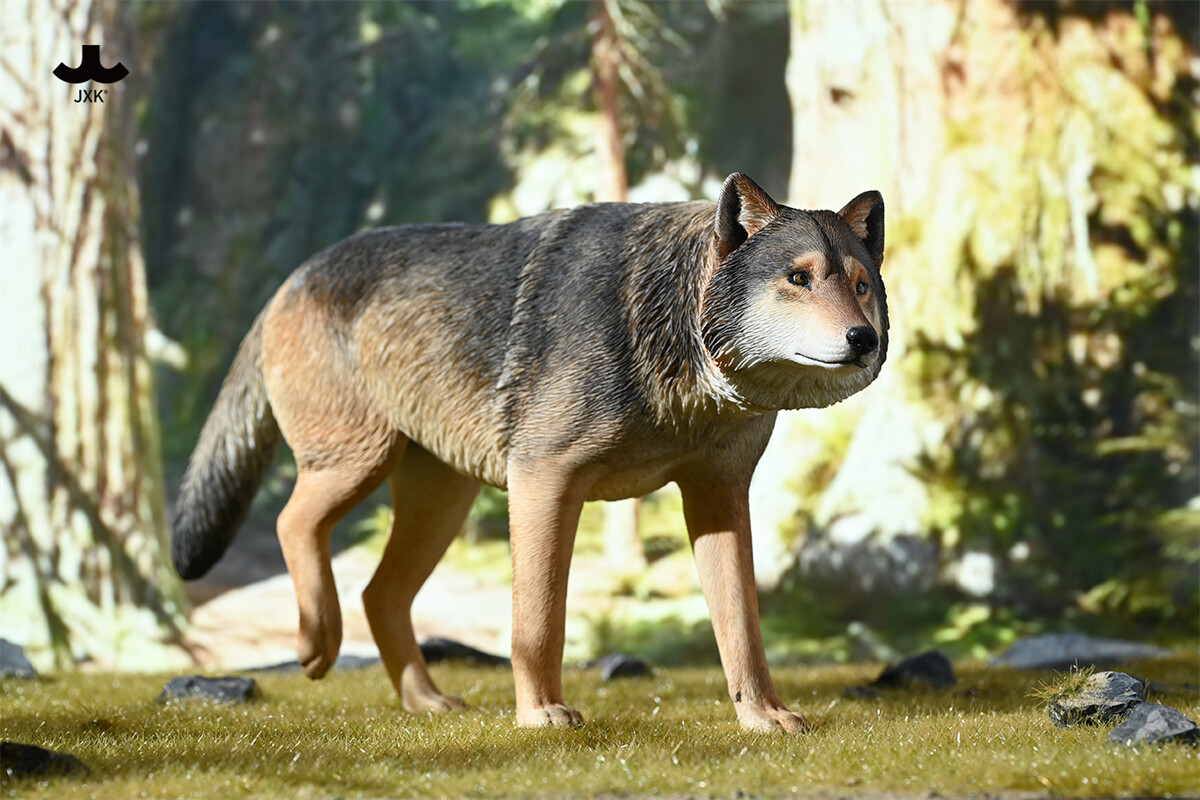 JXK 1/6 Common Gray Wolf Model Collections GK Animal Figure Xmas