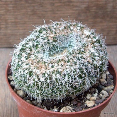 D7260 NOTOCACTUS UEBELMANNIANUS CRESTED pot10-H6-W10 cm MaMa Cactus