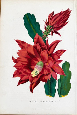 Antike botanische Lithographie Orchidee Kaktus von James Anderson um 1875