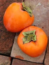 HACHIYA PERSIMMON TREE - 4 UNROOTED CUTTINGS 6" - 8" Long For Rooting/ Grafting