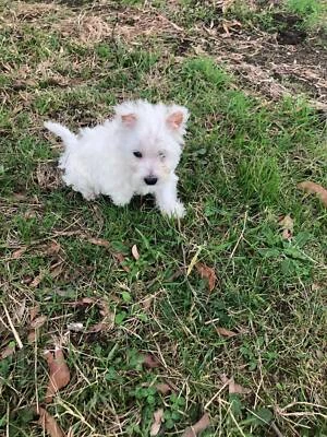 gumtree west highland terrier