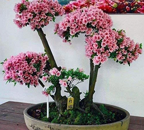 dracaena fragans Dracaena fragrans, 