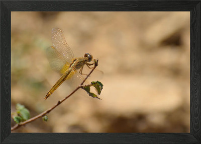 Goldene Libelle gerahmtes Wandbild Poster Leinwanddruck Bild