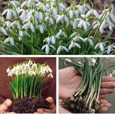 CHEAPEST ON EBAY 100 x Single Snowdrop Bulbs  (In the Green)