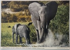 Vintage Postcard Africa African Elephant and Calf  AA35