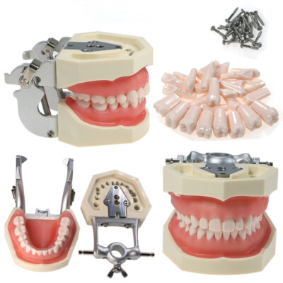 Jeu De 40 Vis De Remplacement Pour Dents De Typodont Dentaire - Compatible Kilgore Nissin 500