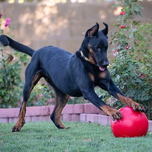 Virtually Indestructible Best Ball Dogs Herding Pushing Love Dog Perfect 10-inch - Picture 5 of 12