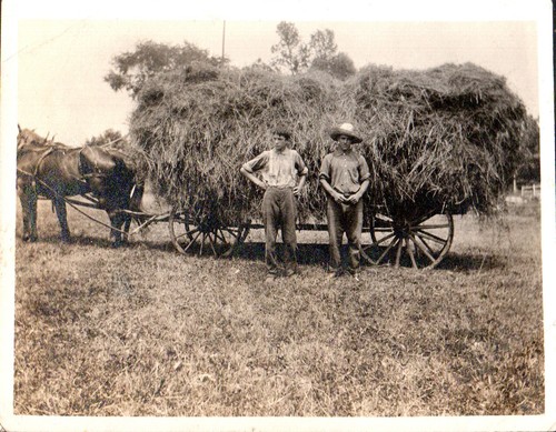 2 Original FOTOGRAFIEN Pferde und Wagen Heureise Ernte Heuzeit Anfang 1910er - Bild 4 von 5