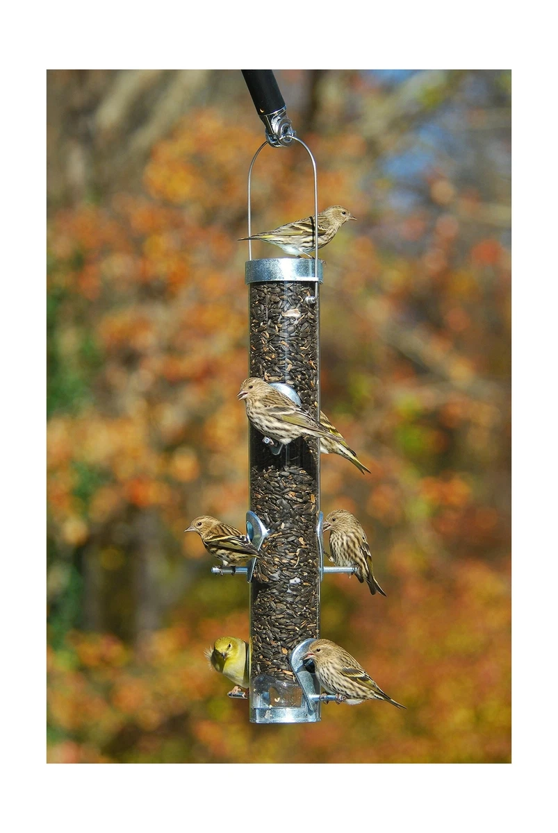 Droll yankee 2024 bird feeders