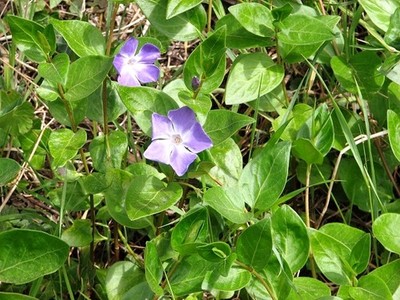 Foto 6x4 Immergrün (Vinca minor) Surlingham Diese immergrüne Pflanze ist nat c2017