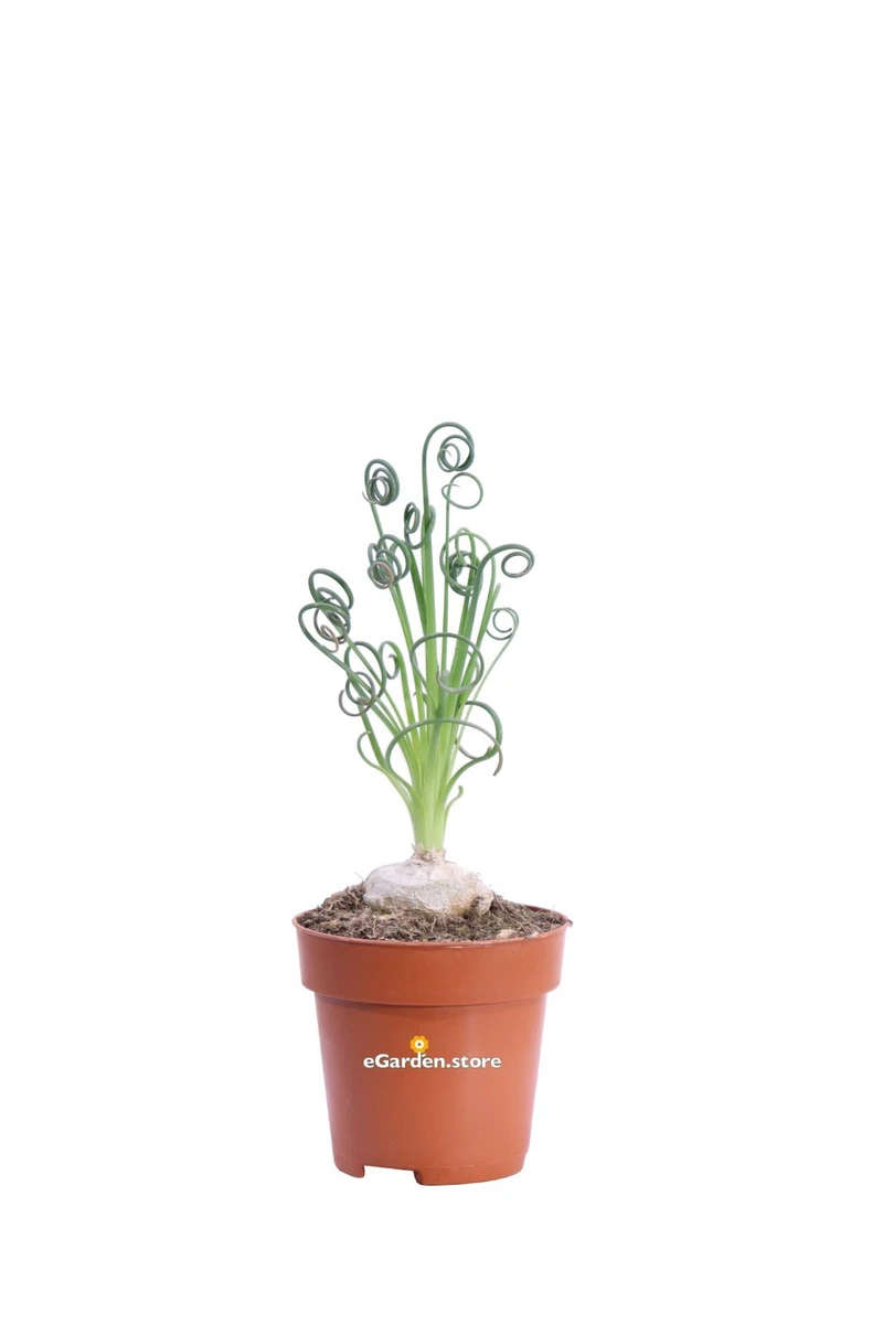 Albuca spiralis: come coltivare la pianta dalle foglie arricciate