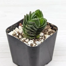 Succulent Live Plant - Crassula - Buddha's Temple - In 2" Pot