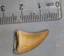 70 Million year old Dinosaur age Late Cretaceous Fossil MOSASAUR TOOTH (#F7860)
