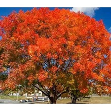 Nice 2 ft tall Chinese Pistachio tree, beautiful tree shipped bareroot