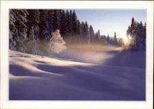 Winter Forest Salzburg Austria vintage postcard r311