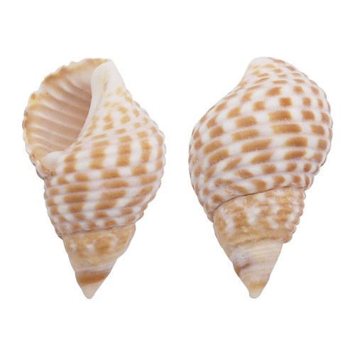50 PIEZAS Caracola Punto Rojo Natural 1-2 cm Concha de Mar Decoración Adorno Adorno - Imagen 7 de 8