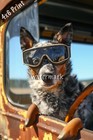 Australian Cattle Dog in a farm vehicle wearing practica 4x6 Print