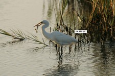 Digital Photo file Great Egret Feed Captured BIRD EATFISH virtual postcard jpeg
