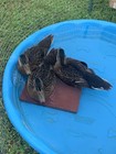 One Dozen...12 Pure Fresh Fertile Mallard Hatching Eggs PLUS 5 - 6 Extras — photo 7