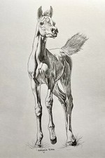 Original Drawing Art Pencil sketch foal arabian horse portrait 8”x10