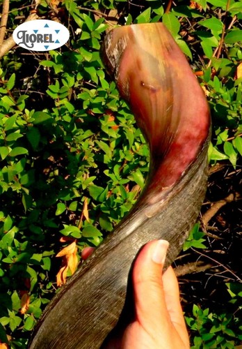 22 Zoll großes SHOFAR Horn halb polnisch jüdisch Kudu Heiliges Land Bibel Chofar Israel Zion - Bild 11 von 13