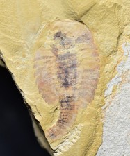 SUPERB Fuxianhuia Arthropod Fossil! Lower Cambrian, Chengjiang