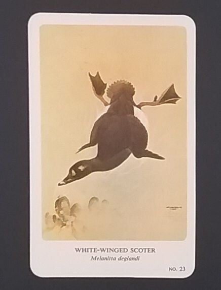 General Cigar Company Trading Card - No. 23 White-Winged Scoter - Card 2