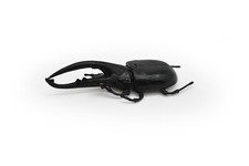 Hercules Beetle, Very Nice Rubber Reproduction     3