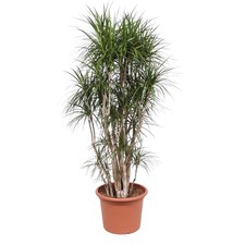 Dracaena marginata – Drachenbaum verzweigt – 220 cm – Ø 40 cm Topf