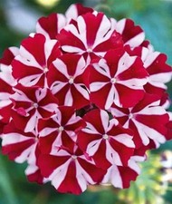 6 Trailing Verbena Deep Red Star   Hanging Basket Patio Plug Plants